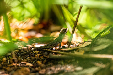 Frill Neck Lizard/Water Dragon in Mount Coot-Tha Botanical Gardens