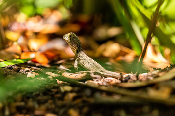 Frill Neck Lizard/Water Dragon in Mount Coot-Tha Botanical Gardens