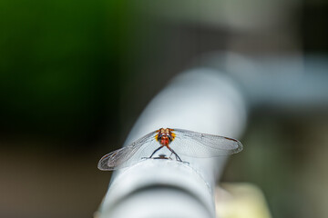 Small dragonfly perched on white railing with blurred green background