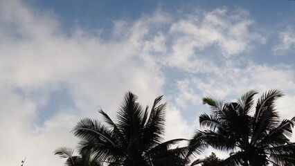 palm tree against blue sky