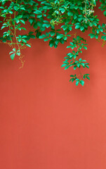 Naklejka na ściany i meble Green vines on red wall