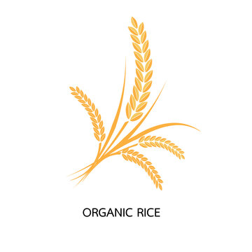 Premium Rice great quality design concept vector.Vector logo label or package with yellow rice wheat rye grains. Concept for asian agriculture organic cereal products bread and bakery factory.