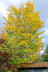 Fototapeta premium The autumn season leaf in Japan