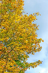 The autumn season leaf in Japan