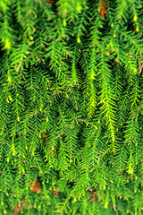 Detail of the pine leaf texture