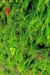 Detail of the pine leaf texture
