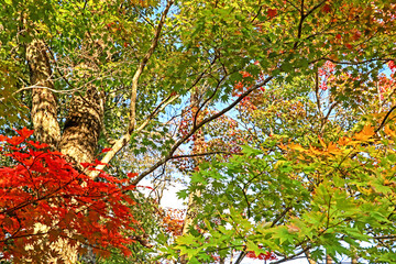 The autumn season leaf change in Japan