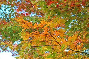 The autumn season leaf change in Japan
