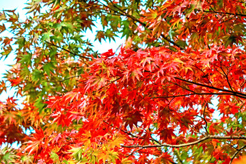 The autumn season leaf change in Japan