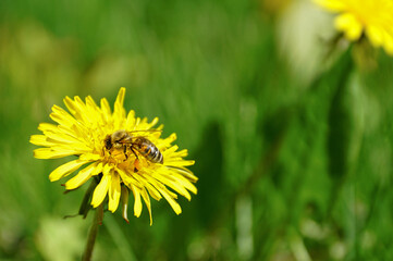 bee on dandelion in the grass