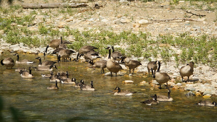 flock of geese