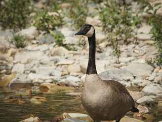 goose at the creek