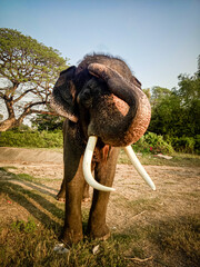 Elephant South east asia