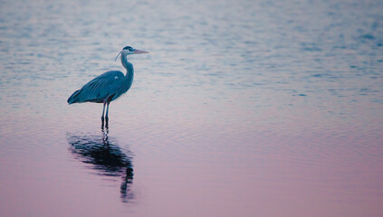 A great blue heron standing in the water at sunset