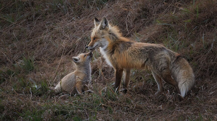 A fox kit nuzzles with its mom in the dired grass of early spring