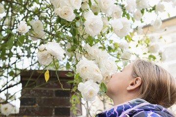 Fototapeta premium A teenager stands sniffing white flowers on a tree.Flowers in focus