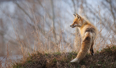 An adult red fox looks into the distance