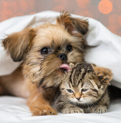 A small kitten and a puppy lying next to each other under a white blanket and hugging on a bed at home against the backdrop of lanterns. Brussels Griffon puppy bites on the ear of a Scottish kitten