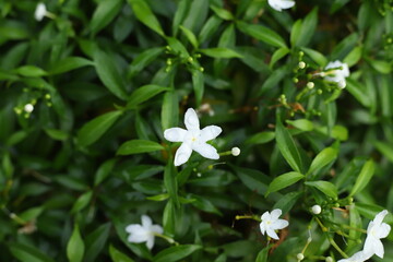 Background green leaves, plant of leaf green jungle nature, nice flower abstract green leaves and wallpaper, for design