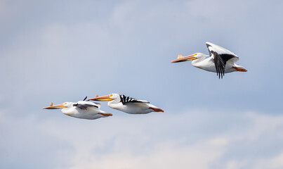 Choreographed Flight of three American white pelicans