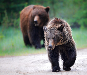 A grizzly cub with mom walks onto a path