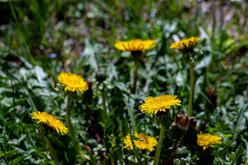 Taraxacum officinale in meadow, close up 