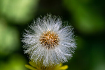 Fototapeta premium Taraxacum officinale in meadow, close up shoot 