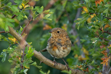 Juvenile Robin (Erithacus rubecula) in Hawthorn tree (Crataegus monogyna)  in summer