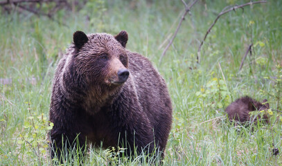 A grizzly mom in the long grass with a cub off to the side