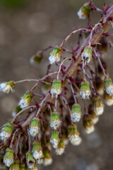 Petasites paradoxus flower growing in meadow, close up shoot	
