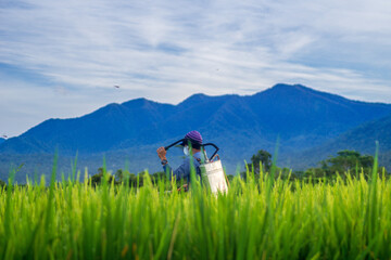Indonesian natural scenery. morning panorama with farmers working spraying rice pests