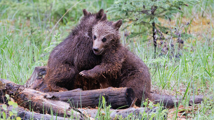 Two spring grizzly cubs playing