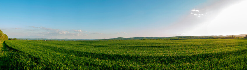 Obraz premium Panorama of wheat field. Sunny day and green trees on the background.