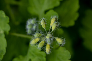 Chelidonium majus flower growing in meadow, close up shoot	