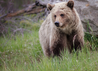 Obraz na płótnie Canvas A blonde grizzly cub