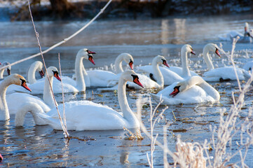 young swans on a background of winter forest