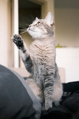 A striped gray cat with yellow eyes. A domestic cat sitting on the bed...