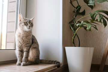 A adult gray cat sits on the floor in an apartment against a background of green indoor flowers..