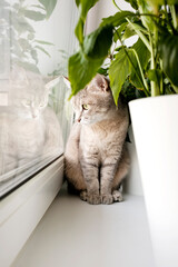 An adult gray cat sits on the windowsill in the apartment against the background of green indoor flowers. Cat in the home interior..