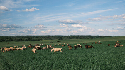 Horses of different colors graze in the pasture at the horse farm. Horse breeding, animal husbandry