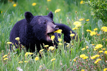 Black bear reaching to take a mouthful of dandelions