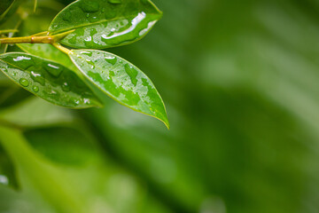 green leaves wet natural water blurred background