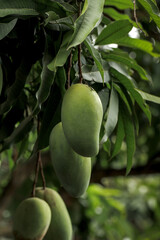 Fresh green mango fruit hanging on tree with leaves background