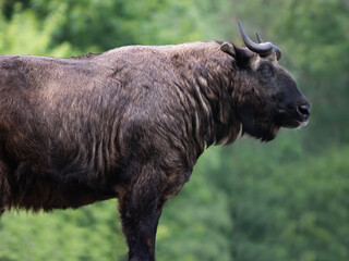 mishmi takin isolated on white background