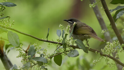 Obraz premium a lewin's honeyeater starting to feed on flowers