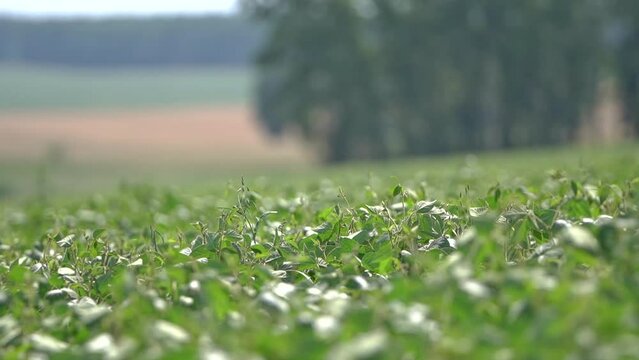 Soybean plants swaying from the gentle wind. Soya farm field. Agriculture industry