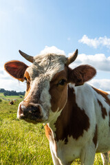 Fototapeta na wymiar Happy cow portrait in summer at green meadow