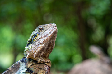Frill Neck Lizard/Water Dragon in Mount Coot-Tha Botanical Gardens