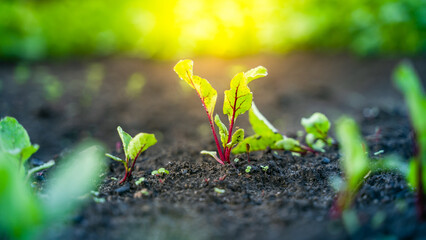 Leaves of a young growing beetroot in the soil of a vegetable garden close-up at sunset