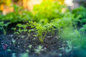 Close-up young carrot sprouts grow in the soil on a garden bed with a blurred background at sunrise